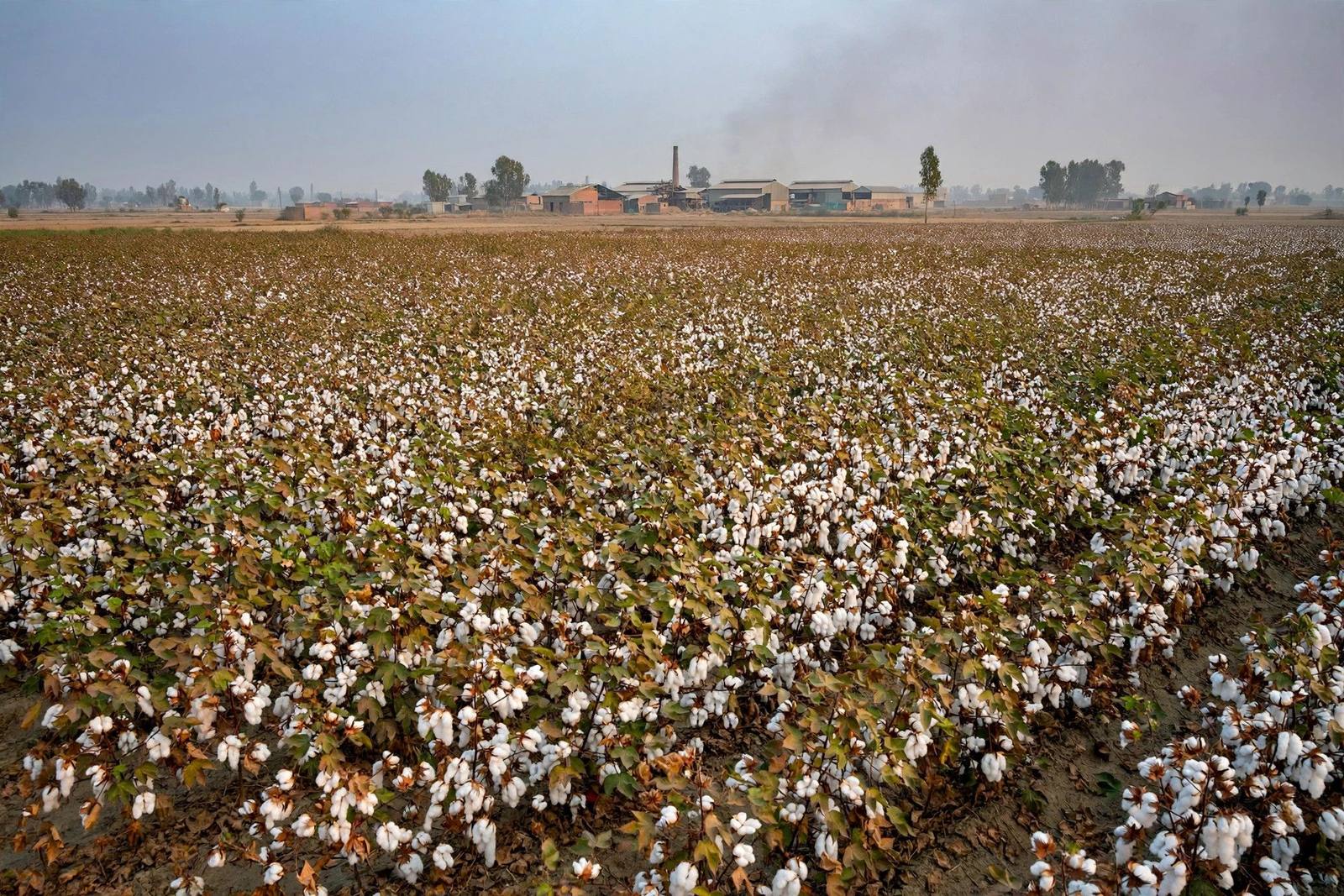 Pakistan's cotton economy explained: the crop the whole textile chain stands on